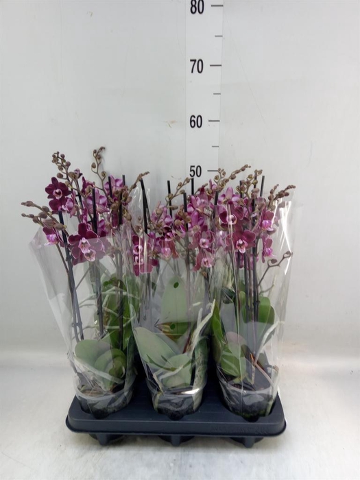 <h4>Phalaenopsis multi.   ...red</h4>