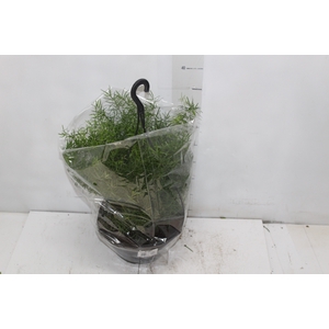 ASPARGO ALFINETE C21