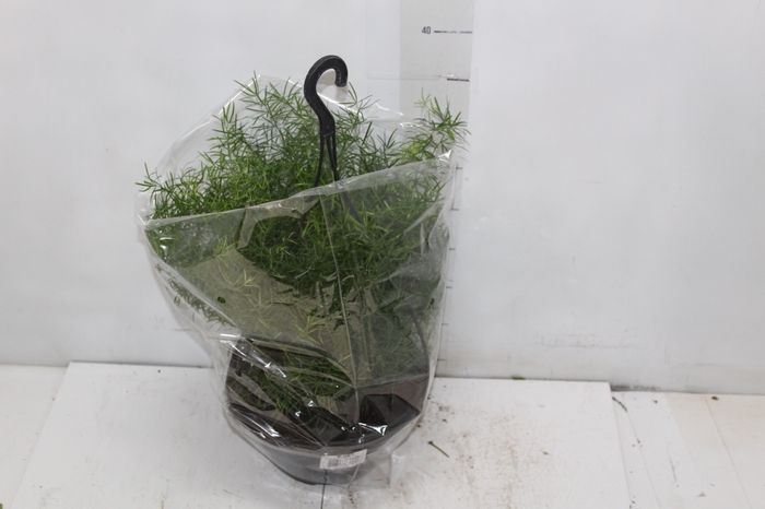<h4>ASPARGO ALFINETE C21</h4>