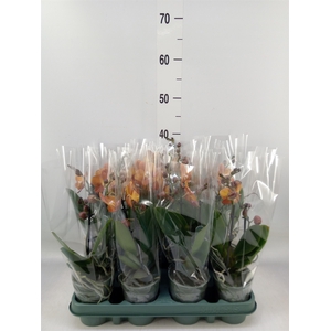 Phalaenopsis multi.   ...orange