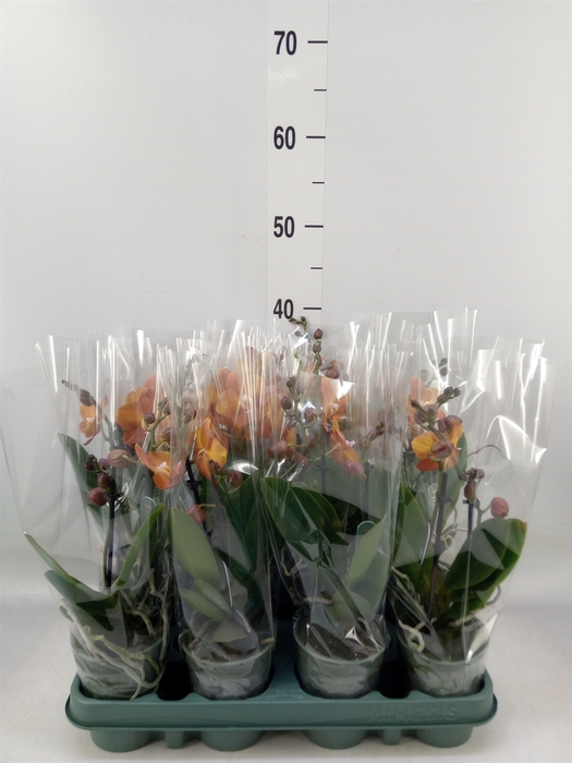 <h4>Phalaenopsis multi.   ...orange</h4>
