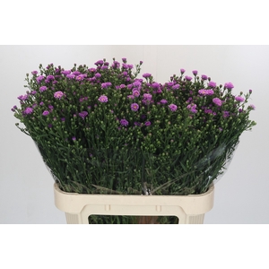 Aster Casarosa