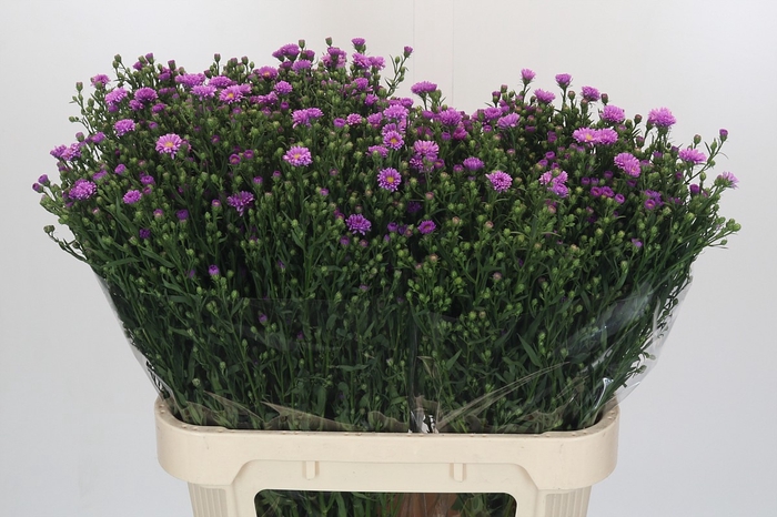<h4>Aster Casarosa</h4>