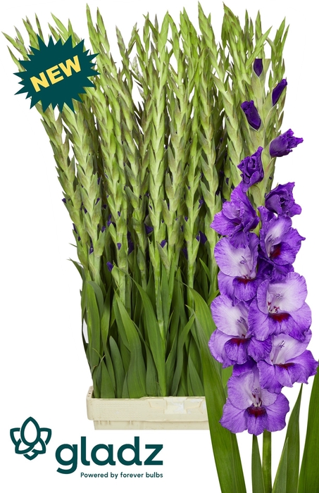 <h4>GLAD GR PURPLE PARTY</h4>