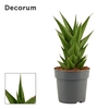 Sansevieria Temple crown 12 cm (Decorum)
