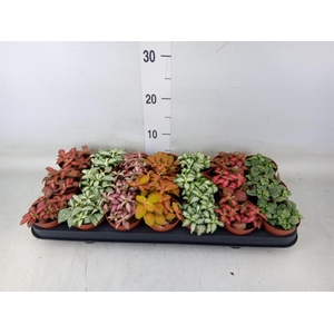 Fittonia   ...mix 7