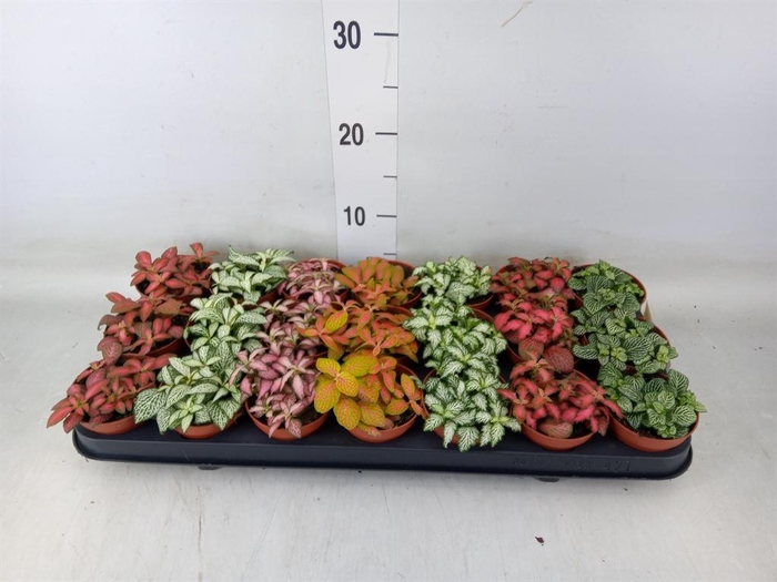 <h4>Fittonia   ...mix 7</h4>