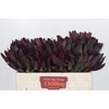 Leucadendron Saf Sunset Dark R.