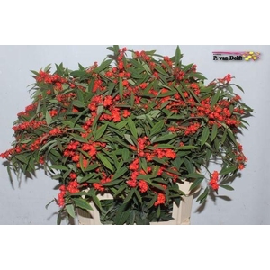 Euphorbia fulgens Red Surprise