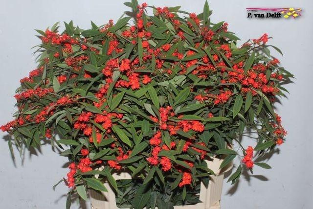 Euphorbia fulgens Red Surprise