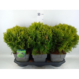 Thuja occid. 'Danica'