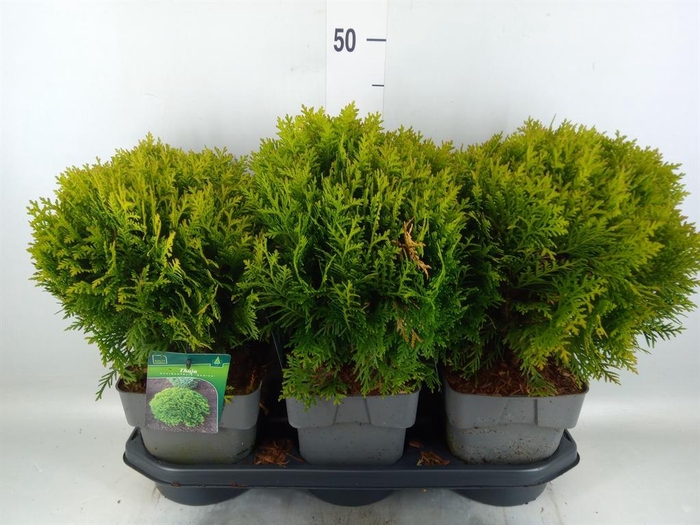 <h4>Thuja occid. 'Danica'</h4>