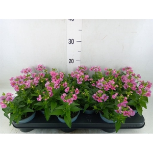 Nemesia  'Nuvo Rose'