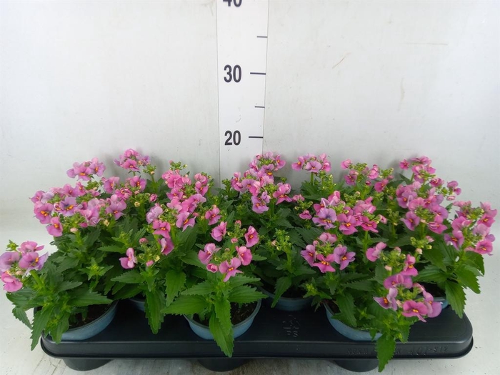 <h4>Nemesia 'Nuvo Rose'</h4>