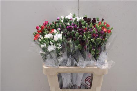 <h4>Di Solomio Mix</h4>