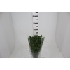 FOLHAGEM RUSCUS 040 CM