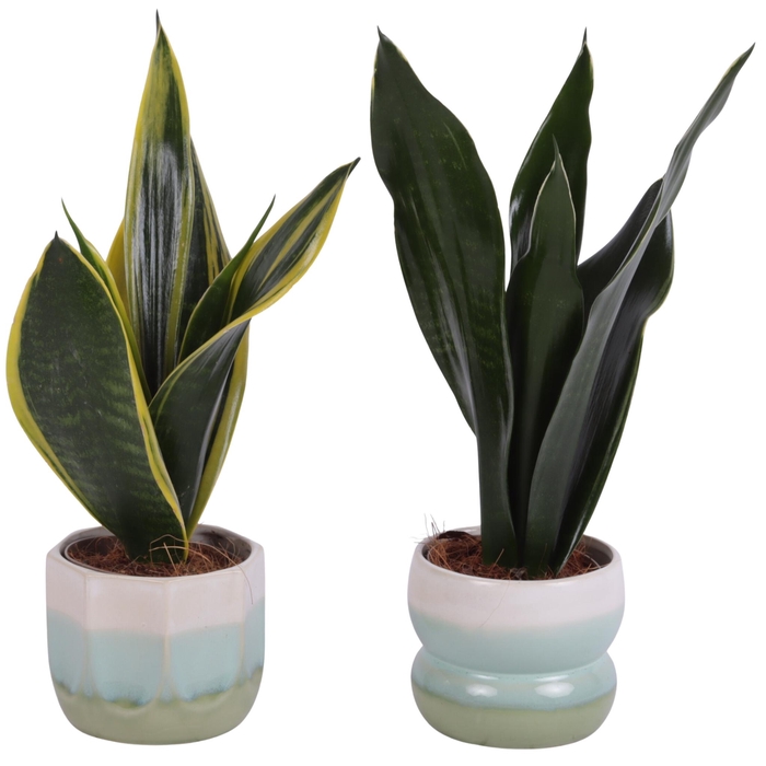 <h4>Sansevieria mix Ø09cm in Ø11cm Ceramic FB675</h4>