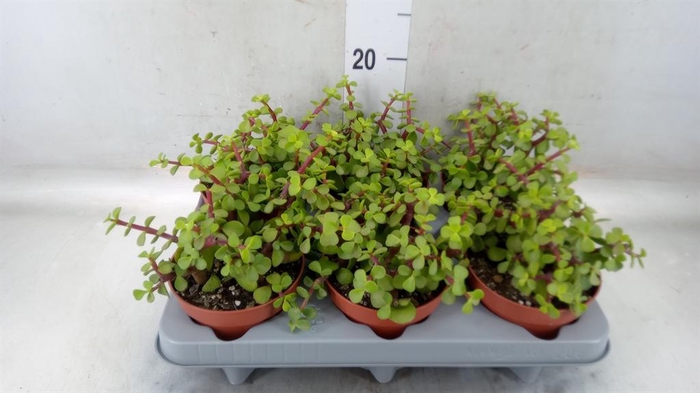 <h4>Portulacaria afra</h4>