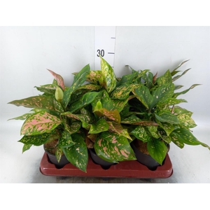 Aglaonema   ...