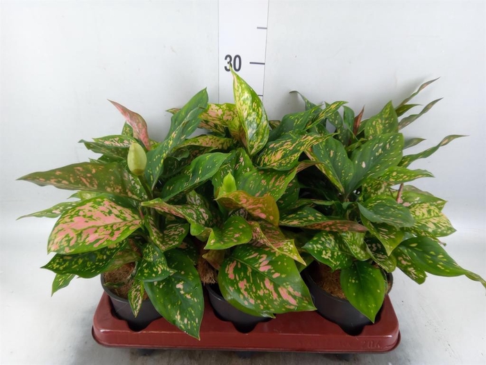 <h4>Aglaonema   ...</h4>