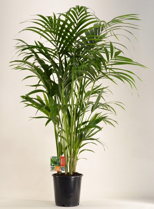<h4>KENTIA - P24 H150 - 8PP (Howea forsteriana)</h4>