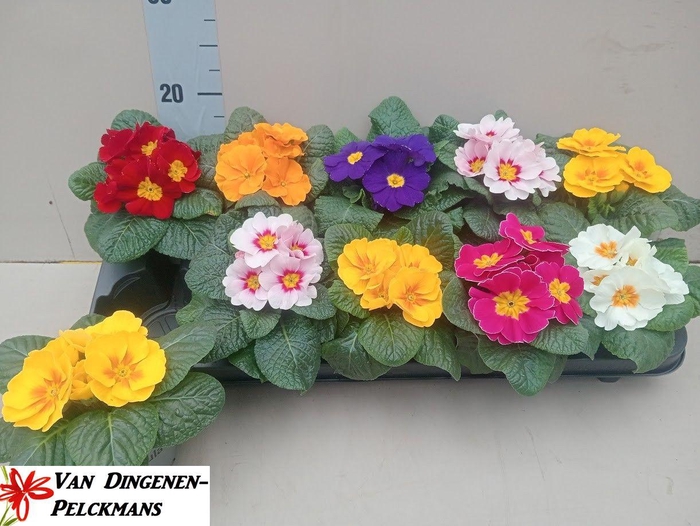 <h4>PRIM ACAULIS GEMENGD</h4>