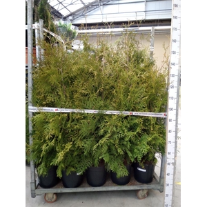 Thuja occid. 'Brabant'