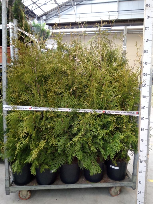 <h4>Thuja occid. 'Brabant'</h4>