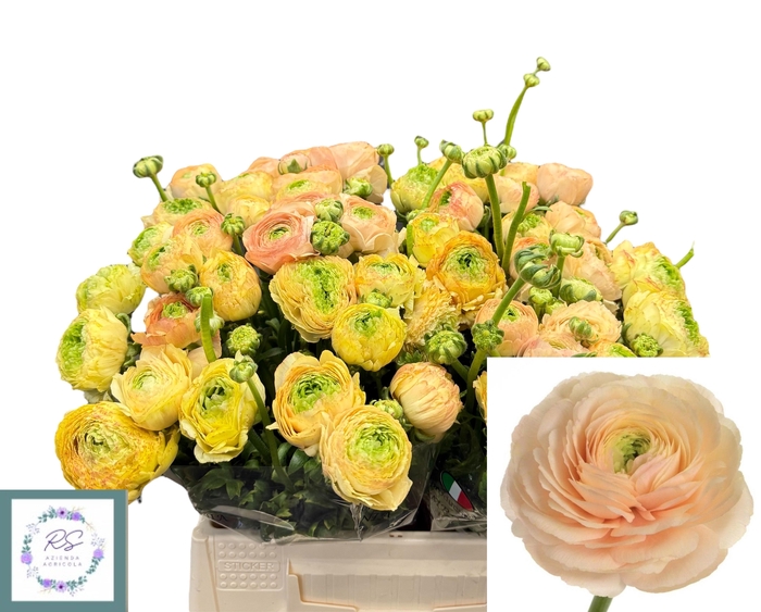 <h4>RAN SU TUAREG</h4>