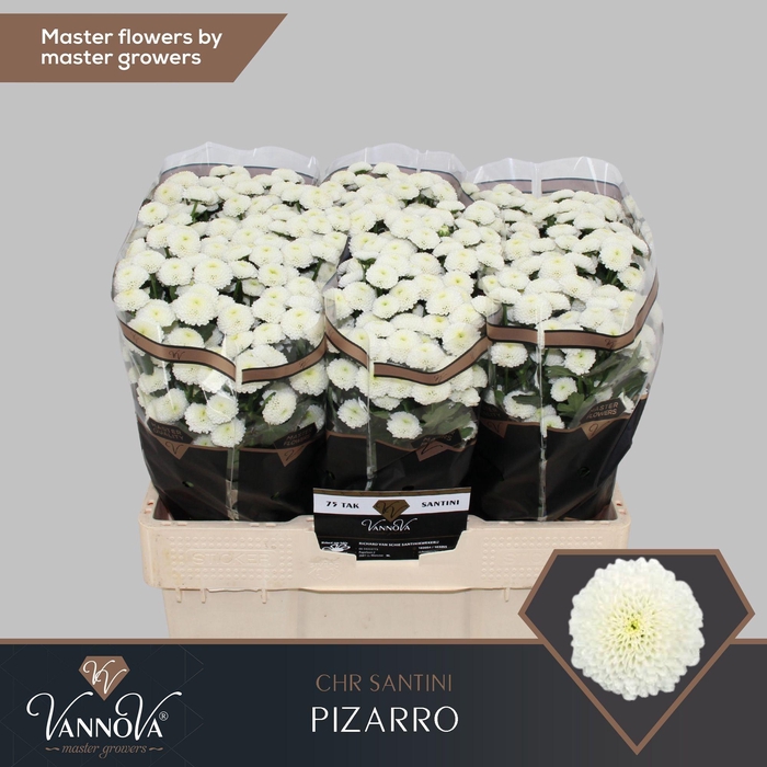 Chrysanthemum (Indicum Grp) tros santini (Indicum Grp) Pizarro