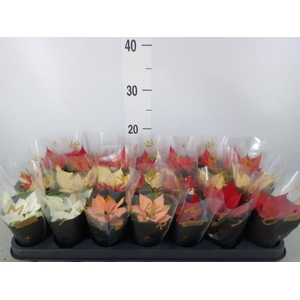 Euphorbia pulc.   ...mix