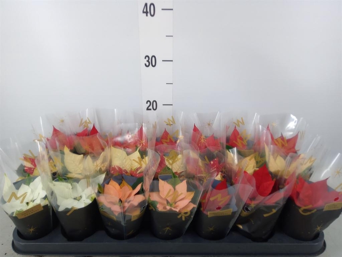 <h4>Euphorbia pulc. ...mix</h4>