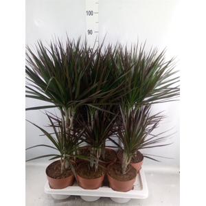 Dracaena marg. 'Magenta'