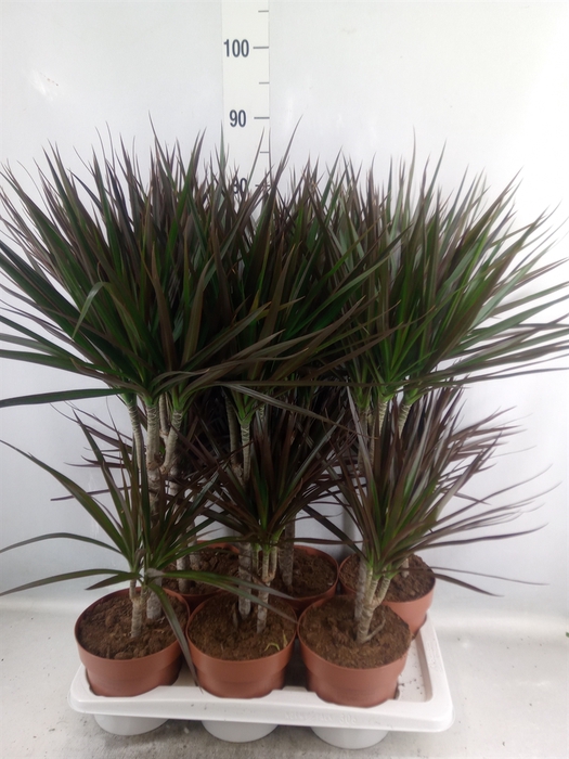 <h4>Dracaena marg. 'Magenta'</h4>