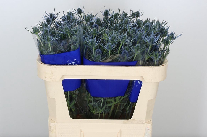 <h4>Eryn Blue Dynamit</h4>
