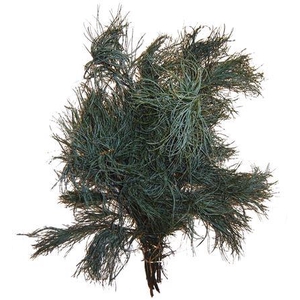Co Pinus Strobus Torulosa