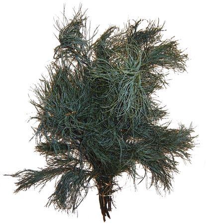 <h4>Co Pinus Strobus Torulosa</h4>