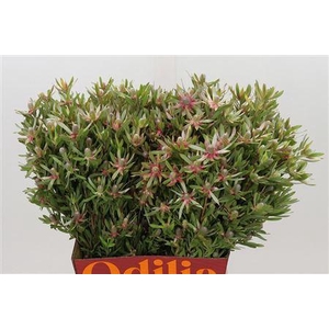 LEUCAD AYOBA ST PEAR 50CM