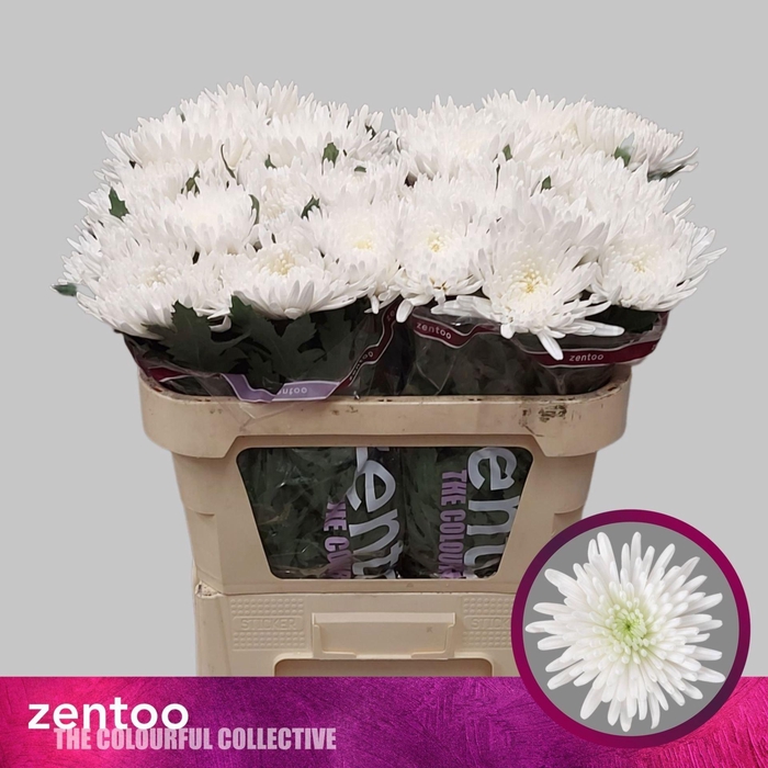 <h4>Chr g Topspin</h4>