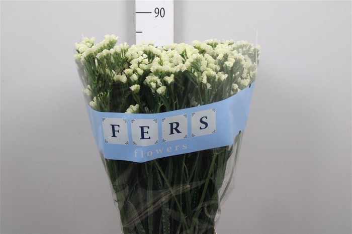 <h4>Lim S Starlight Wings</h4>