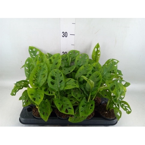 Monstera obliqua 'Leichtlinii'