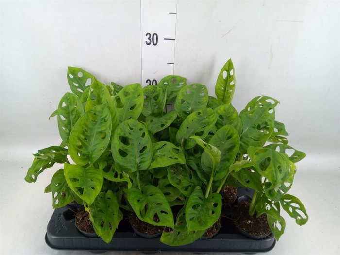 <h4>Monstera obliqua 'Leichtlinii'</h4>