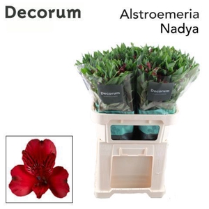 ALSTR NADYA Decorum (Jong)