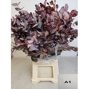 EUC CINEREA PB OPG ROOD