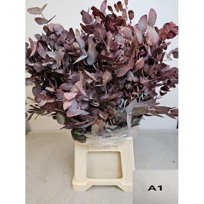 <h4>EUC CINEREA PB OPG ROOD</h4>