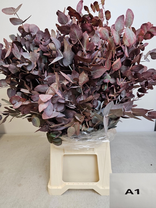 EUC CINEREA PB OPG ROOD