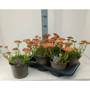 ACHI MILLEFOLIUM