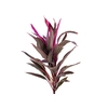 FOLHAGEM DRACENA TERMINALIS PINK