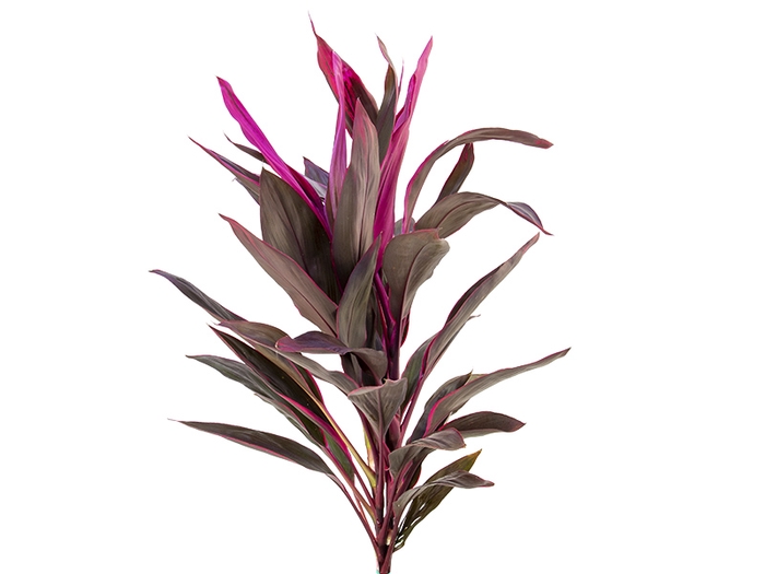 FOLHAGEM DRACENA TERMINALIS PINK