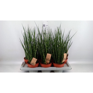 Sansevieria  'Fernwood'